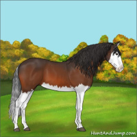 Horse Color:Bay Splash 