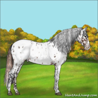 Horse Color:Brown Appaloosa  and Amber Champagne Appaloosa 