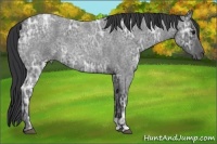 Horse Color:Blue Ice Roan 