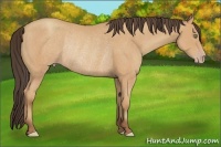 Horse Color:Amber Champagne Rabicano 