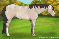 Horse Color:Sable Champagne Ice Roan 