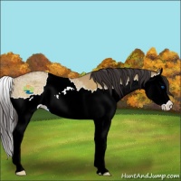 Horse Color:Buckskin Ice Dun Splash Rabicano