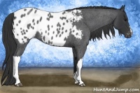 Horse Color:Blue Roan Appaloosa 