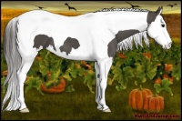 Horse Color:Smoky Black Splash Tobiano