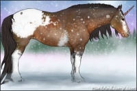 Horse Color:White Spotted Buckskin Sabino Appaloosa Rabicano 