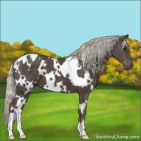 Horse Color:White Spotted Silver Black 