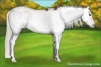 Horse Color:Silver Brown Dun Sabino Splash