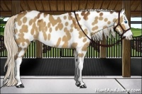 Horse Color:Silver Buckskin Dun Sabino Splash Appaloosa 