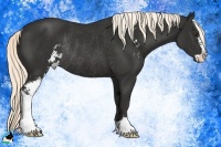 Horse Color:Liver Chestnut Mushroom Sabino Rabicano 