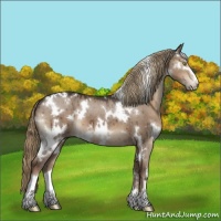 Horse Color:White Spotted Liver Red Dun Sabino