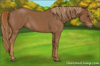 Horse Color:Red Roan