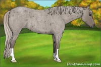 Horse Color:Silver Grullo Roan 
