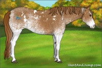 Horse Color:White Spotted Chestnut 