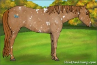 Horse Color:White Spotted Chestnut 