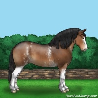 Horse Color:White Spotted Liver Chestnut 