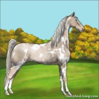 Horse Color:White Spotted Chocolate Palomino Pearl Rabicano
