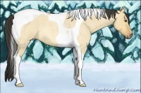 Horse Color:Buckskin Roan Dun Tobiano