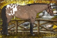 Horse Color:Brown Dun Appaloosa 