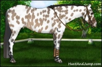 Horse Color:Brown Roan Dun Leopard 