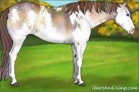 Horse Color:Nacre Liver Red Onyx Sabino Splash 