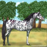 Horse Color:Bay Dun Appaloosa Brindle