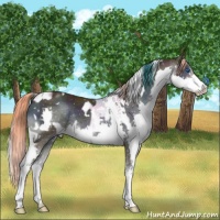 Horse Color:Watercolor White Spotted Brown Ice Onyx Splash Rabicano and Watercolor White Spotted Midnight Chocolate Palomino Ice Onyx Sabino Splash Rabicano