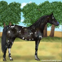 Horse Color:White Spotted Midnight Brown Ice