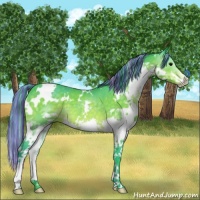 Horse Color:Painted Watercolor White Spotted Brown Splash Rabicano