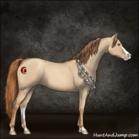 Horse Color:Gold Champagne Roan Dun Splash 