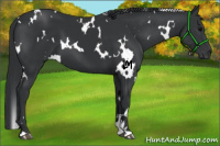 Horse Color:White Spotted Black