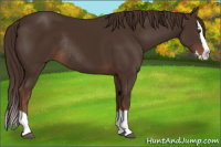 Horse Color:Liver Chestnut Sabino Splash Rabicano