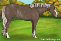 Horse Color:Silver Black Sabino Rabicano 
