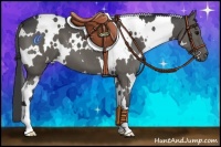 Horse Color:White Spotted Black