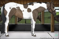Horse Color:Brown Dun Tobiano 