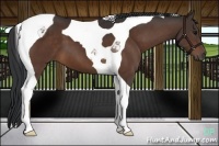 Horse Color:Brown Tobiano 