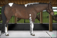 Horse Color:Brown Tobiano Varnish 