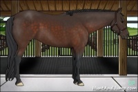 Horse Color:Brown 