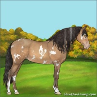 Horse Color:White Spotted Sable Champagne 