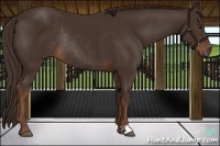 Horse Color:Liver Chestnut Rabicano 