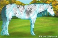 Horse Color:Thunderstruck Black Ice Sabino Splash 