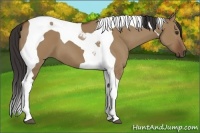 Horse Color:Bay Dun Tobiano 