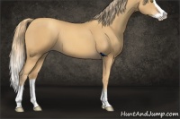 Horse Color:Gold Champagne Splash