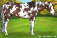 Horse Color:White Spotted Bay Splash 