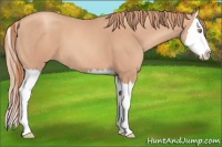 Horse Color:Gold Champagne Splash 