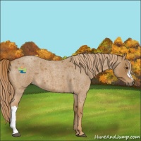 Horse Color:Red Roan 
