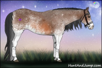 Horse Color:White Spotted Bay Sabino Rabicano