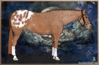 Horse Color:Chestnut Appaloosa 