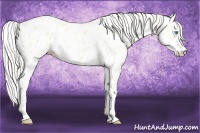 Horse Color:Cremello Near Leopard 