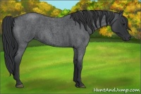 Horse Color:Blue Roan 