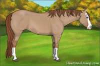Horse Color:Red Dun Splash 